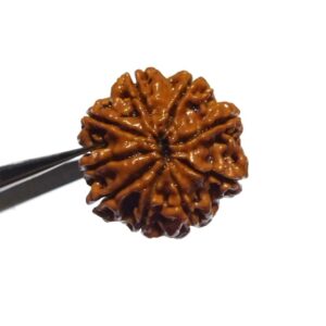Abhimantrit Certified 9 Mukhi Rudraksha Bead & Genuine- 3.50 Gram - Image 5