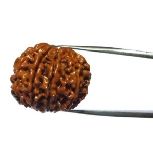 Abhimantrit Certified 9 Mukhi Rudraksha Bead & Genuine- 3.50 Gram - Image 7