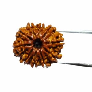 Abhimantrit 10 Mukhi Rudraksha Bead & Genuine- 3.4 Gram Approx - Image 3