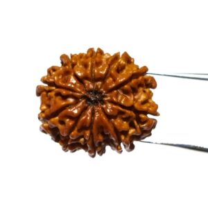 Abhimantrit 10 Mukhi Rudraksha Bead & Genuine- 3.4 Gram Approx - Image 5