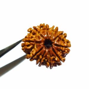 Certified 10 Mukhi Rudraksha Bead Genuine & Original - 3.4 Gram - Image 5