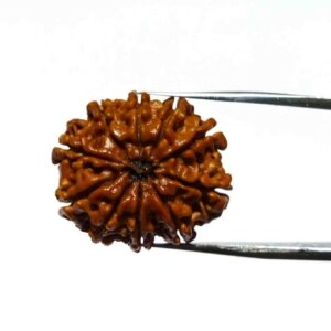 Abhimantrit 10 Mukhi Rudraksha Bead & Genuine- 3.4 Gram Approx - Image 6