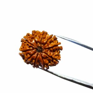 Abhimantrit 10 Mukhi Rudraksha Bead & Genuine- 3.4 Gram Approx - Image 7