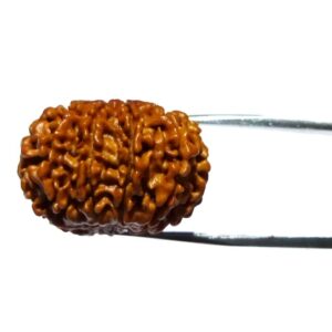 Abhimantrit 10 Mukhi Rudraksha Bead & Genuine- 3.4 Gram Approx - Image 8