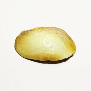 Abhimantrit Natural & Authentic Shukra Mani 20 Carat - Original - Image 6