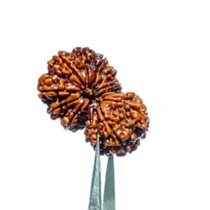 Abhimantrit 15 Mukhi Gauri Shankar Rudraksha bead (Nepali) 36mm With X-ray Report - Image 5