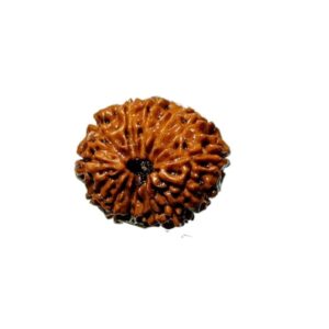 Abhimantrit Indonesian 14 Mukhi rudraksha 20.40mm with X-ray report - Image 2