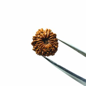 Abhimantrit 15 Mukhi Rudraksha Bead (Nepali) 25mm & With X-ray Report - Image 4
