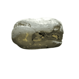 Very Rare Laxmi Narayan Shaligram 100% Genuine – 268Gram (Lakshmi narayan) - Image 5