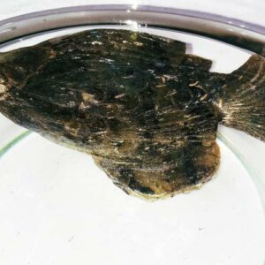 Natural Labradorite stone Fish Idol 200 Gram Lab-Tested & Abhimantrit - Image 6