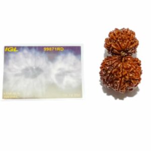Abhimantrit 15 Mukhi Gauri Shankar Rudraksha bead (Nepali) 36mm With X-ray Report - Image 3