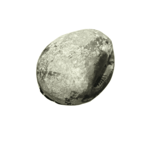 Very Rare Laxmi Narayan Shaligram 100% Genuine – 122 Gram (Lakshmi narayan) - Image 3