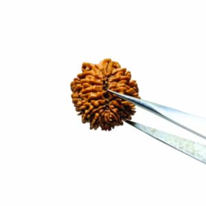 Abhimantrit 15 Mukhi Rudraksha Bead (Nepali) 25mm & With X-ray Report - Image 2