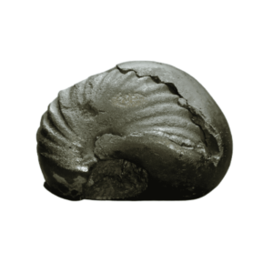 Very Rare Laxmi Narayan Shaligram 100% Genuine – 295Gram (Lakshmi narayan) - Image 3