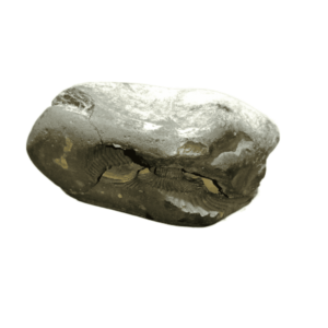 Very Rare Laxmi Narayan Shaligram 100% Genuine – 268Gram (Lakshmi narayan) - Image 3