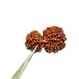 Abhimantrit 15 Mukhi Gauri Shankar Rudraksha bead (Nepali) 36mm With X-ray Report - Image 2