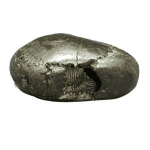 Very Rare Laxmi Narayan Shaligram 100% Genuine – 79Gram (Lakshmi narayan) - Image 3