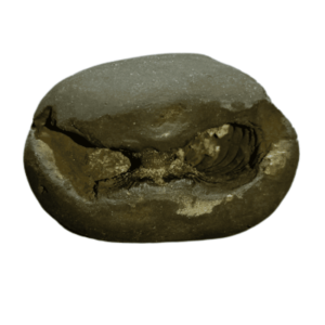 Very Rare Laxmi Narayan Shaligram 100% Genuine – 71Gram (Lakshmi narayan) - Image 2