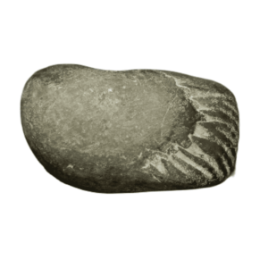 Very Rare Laxmi Narayan Shaligram 100% Genuine – 229Gram (Lakshmi narayan) - Image 5