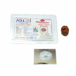 Abhimantrit Indonesian 14 Mukhi rudraksha 20.40mm with X-ray report - Image 4