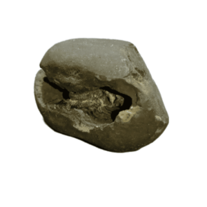 Very Rare Laxmi Narayan Shaligram 100% Genuine – 71Gram (Lakshmi narayan) - Image 3