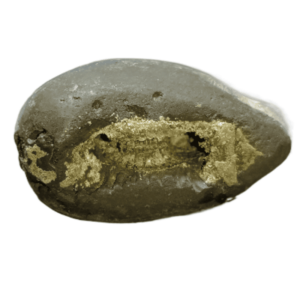 Very Rare Laxmi Narayan Shaligram 100% Genuine – 151Gram (Lakshmi narayan) - Image 2