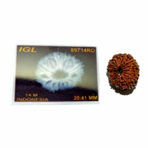 Abhimantrit Indonesian 14 Mukhi rudraksha 20.40mm with X-ray report - Image 5