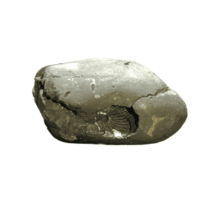 Very Rare Laxmi Narayan Shaligram 100% Genuine – 268Gram (Lakshmi narayan) - Image 4