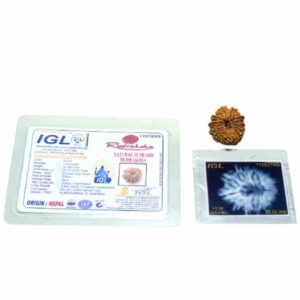 Abhimantrit 15 Mukhi Rudraksha Bead (Nepali) 25mm & With X-ray Report - Image 3