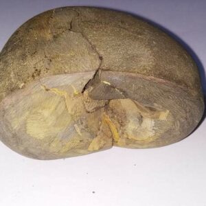 Very Rare Laxmi Narayan Shaligram 100% Genuine – 240 Gram (Lakshmi narayan) - Image 4
