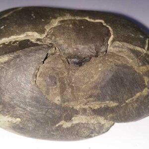 Very Rare Laxmi Narayan Shaligram 100% Genuine – 205 Gram (Lakshmi narayan) - Image 3