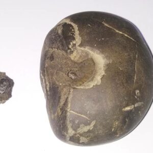 Very Rare Laxmi Narayan Shaligram 100% Genuine – 205 Gram (Lakshmi narayan) - Image 4