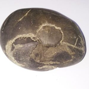 Very Rare Laxmi Narayan Shaligram 100% Genuine – 205 Gram (Lakshmi narayan) - Image 2