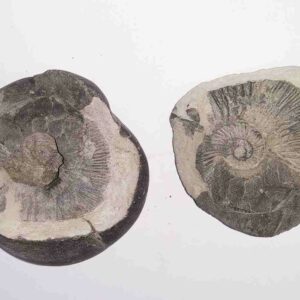 Very Rare Laxmi Narayan Shaligram 100% Genuine – 157 Gram (Lakshmi narayan) - Image 3