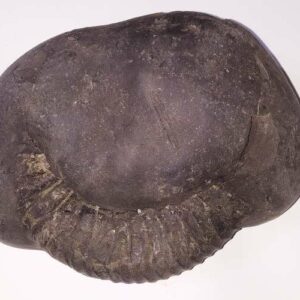Very Rare Laxmi Narayan Shaligram 100% Genuine – 1.108 kg Gram (Lakshmi narayan) - Image 3