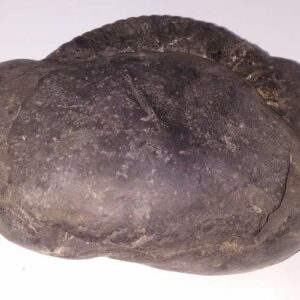 Very Rare Laxmi Narayan Shaligram 100% Genuine – 1.108 kg Gram (Lakshmi narayan) - Image 4