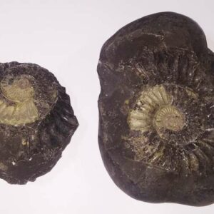 Very Rare Laxmi Narayan Shaligram 100% Genuine – 1.108 kg Gram (Lakshmi narayan) - Image 2