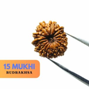 Abhimantrit 15 Mukhi Rudraksha Bead (Nepali) 25mm & With X-ray Report - Image 1