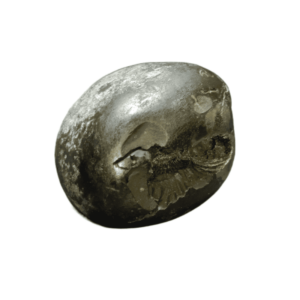 Very Rare Laxmi Narayan Shaligram 100% Genuine – 302Gram (Lakshmi narayan) - Image 2
