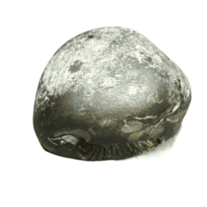 Very Rare Laxmi Narayan Shaligram 100% Genuine – 302Gram (Lakshmi narayan) - Image 3