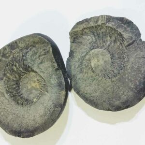 Very Rare Laxmi Narayan Shaligram 100% Genuine – 291 Gram (Lakshmi narayan) - Image 4