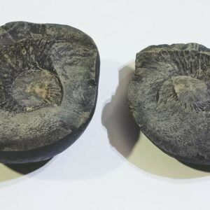 Very Rare Laxmi Narayan Shaligram 100% Genuine – 291 Gram (Lakshmi narayan) - Image 5