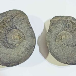 Very Rare Laxmi Narayan Shaligram 100% Genuine – 291 Gram (Lakshmi narayan) - Image 1