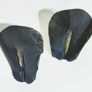 Shivlingam Golden Shaligram Natural 100% Genuine – 576 Gram - Image 5