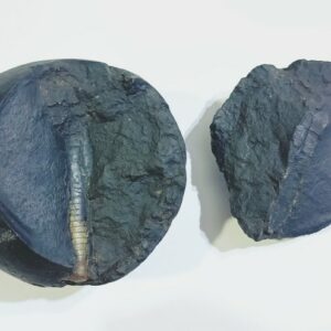 Shivlingam Golden Shaligram Natural 100% Genuine – 216 Gram - Image 5