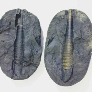 Shivlingam Golden Shaligram Natural 100% Genuine – 230 Gram - Image 5