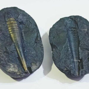 Shivlingam Golden Shaligram Natural 100% Genuine – 230 Gram - Image 6