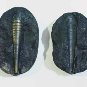 Shivlingam Golden Shaligram Natural 100% Genuine – 230 Gram - Image 1