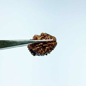 Abhimantrit 2 Mukhi Rudraksha bead (Nepali) With X-ray Report 13.8 mm - Image 6