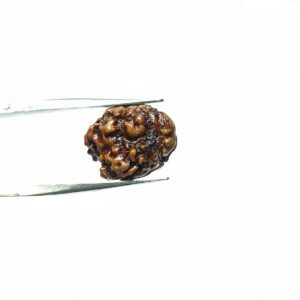 Abhimantrit 2 Mukhi Rudraksha bead (Nepali) With X-ray Report 13.8 mm - Image 5